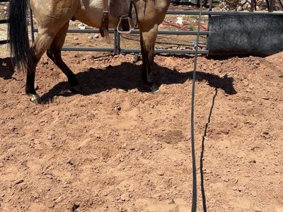 Future fortunes 2024 gelding