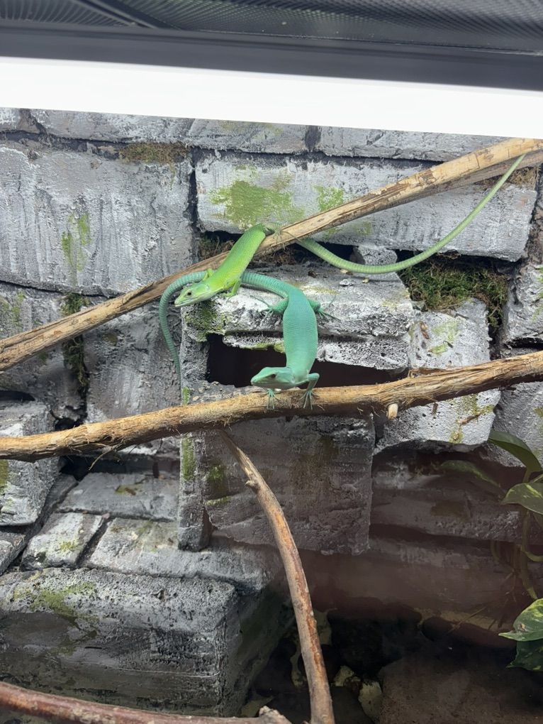 Potential Pair Of Green Belleid Keeled Lizards
