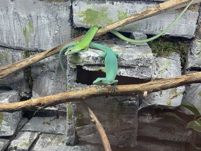 Potential Pair Of Green Belleid Keeled Lizards