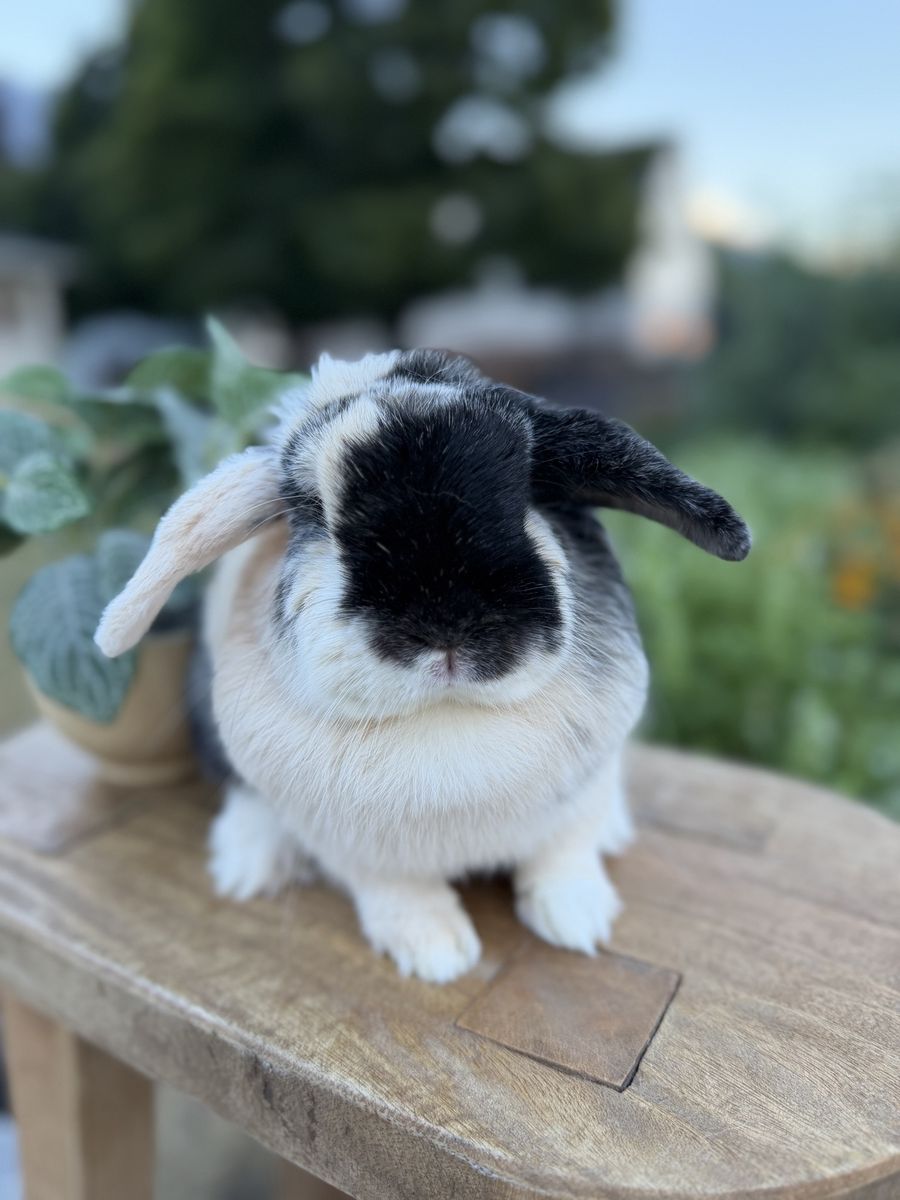 Female holland lop