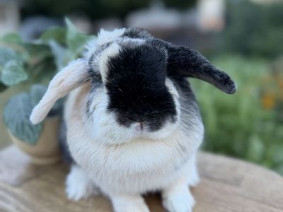 Female holland lop
