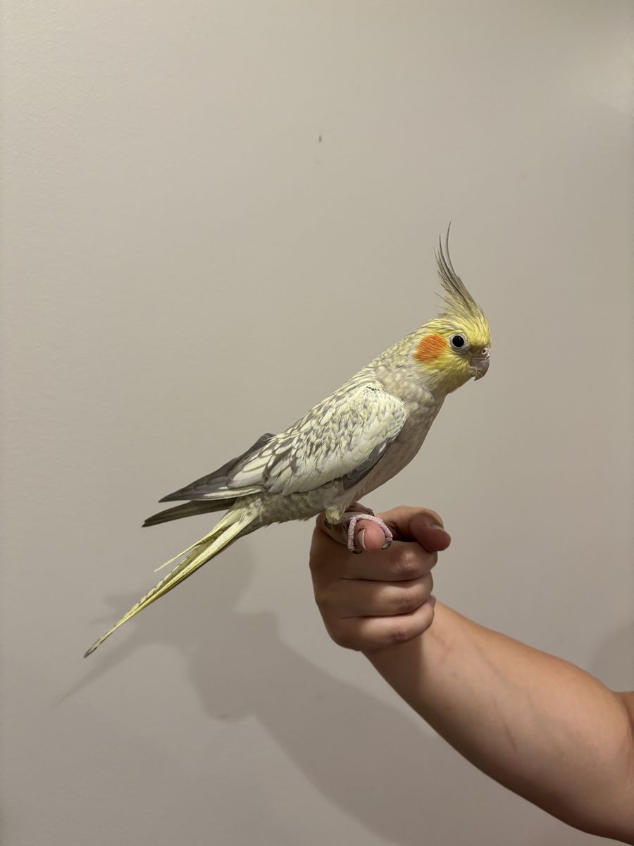 Female Cockatiel