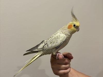 Female Cockatiel