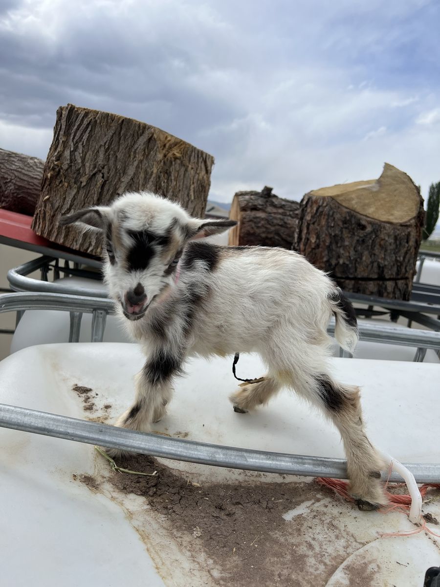 Blue Eyed Bottle Baby Nigerian Dwarf Doeling