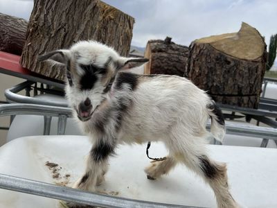 Blue Eyed Bottle Baby Nigerian Dwarf Doeling