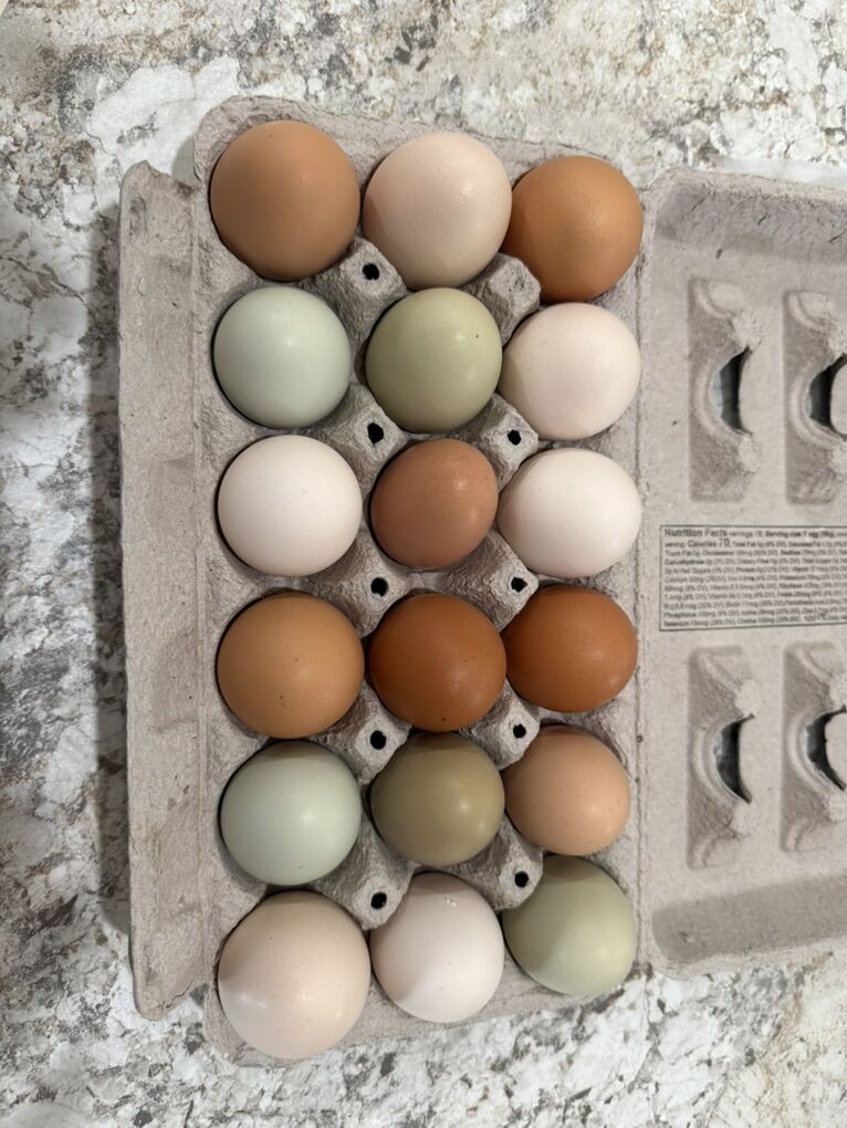 Farm Fresh Eggs Fertile
