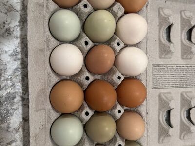 Farm Fresh Eggs Fertile