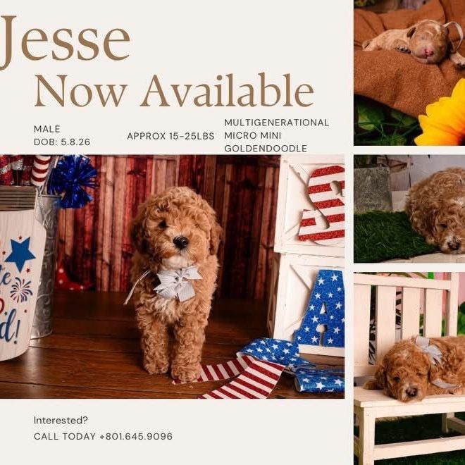 Mini GoldenDoodle Puppies
