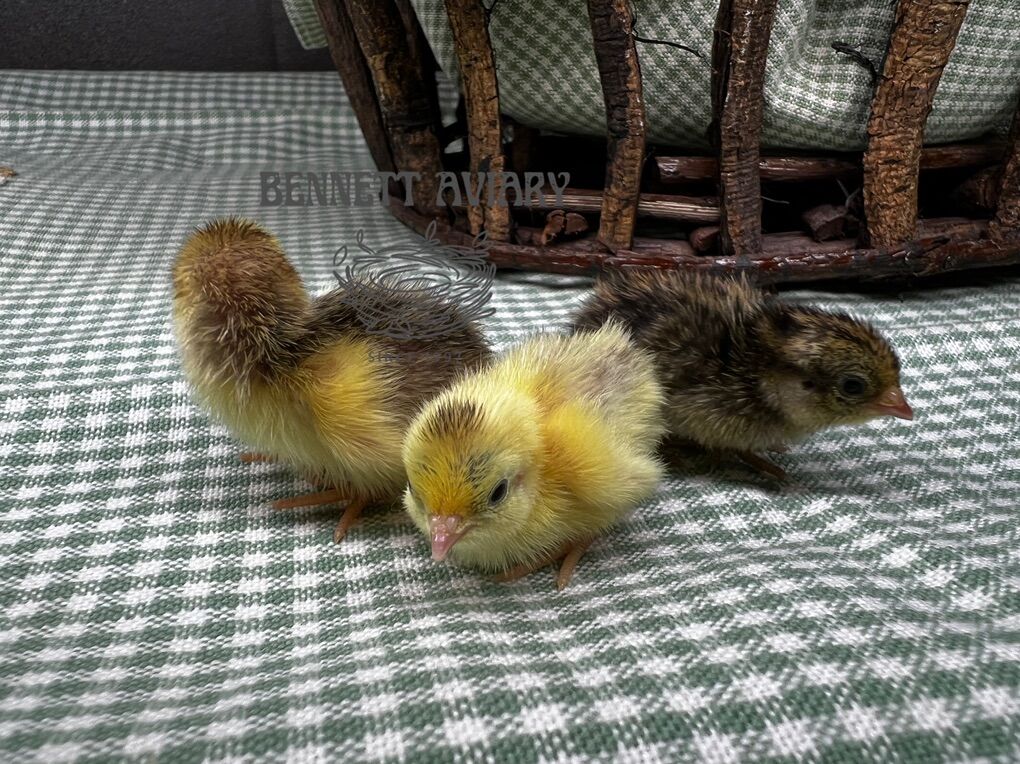 Baby Button Quail