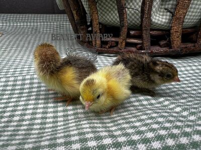 Baby Button Quail