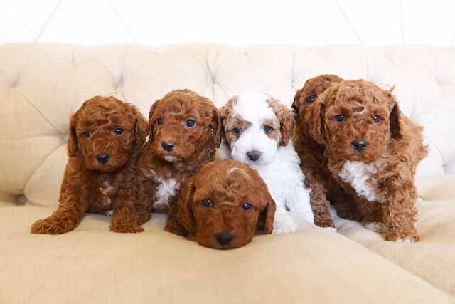 Adorable Micro F1bb Goldendoodle puppies!