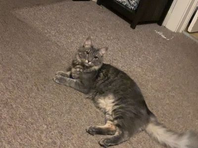 Rehoming cats grey male black tiny female