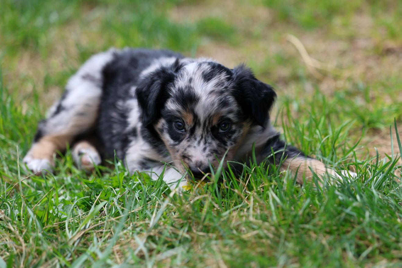 ASCA Australian Shepherd Puppies