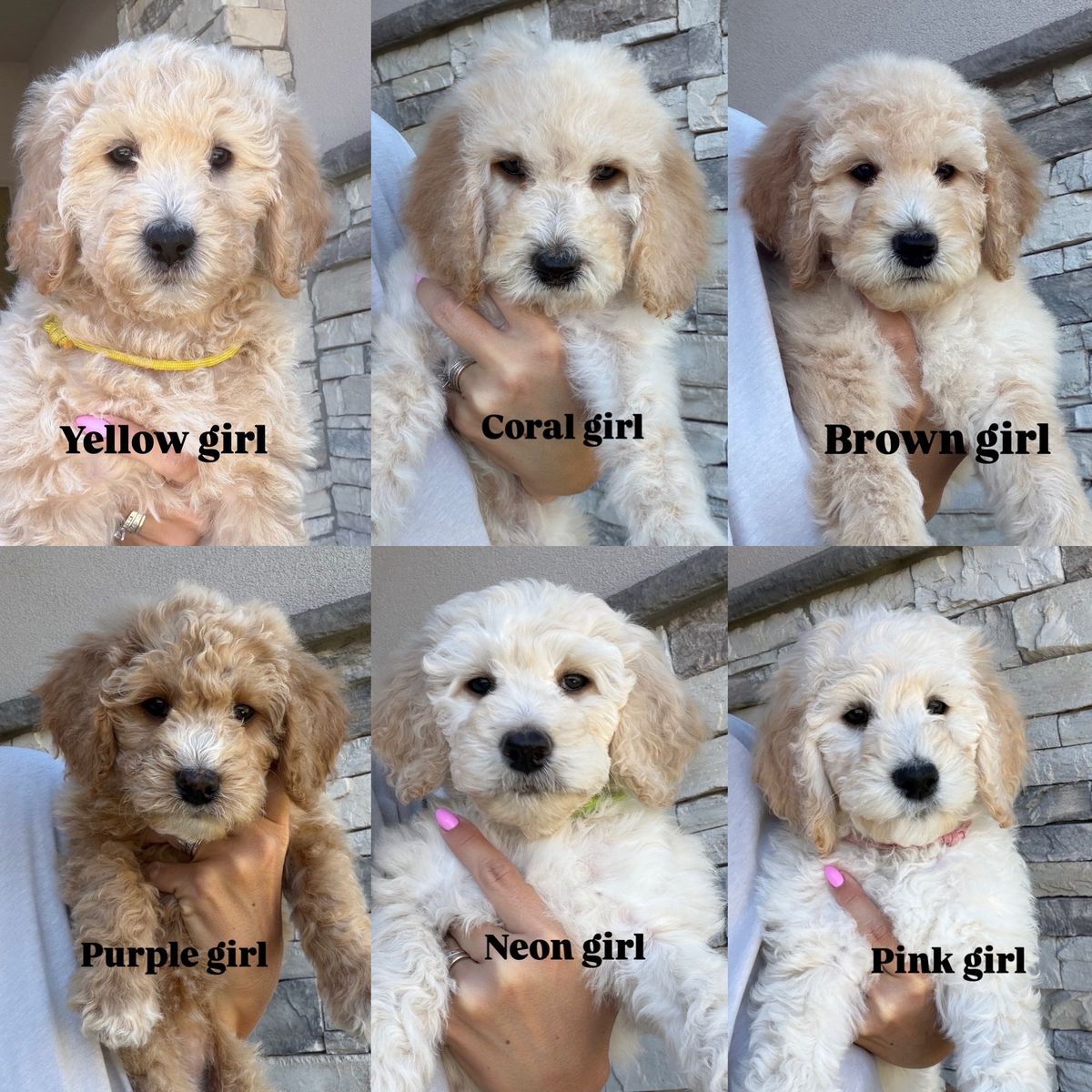 Goldendoodle Puppies • Ready This Weekend • Boys & Girls Available