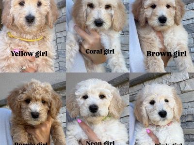 Goldendoodle Puppies • Ready This Weekend • Boys & Girls Available