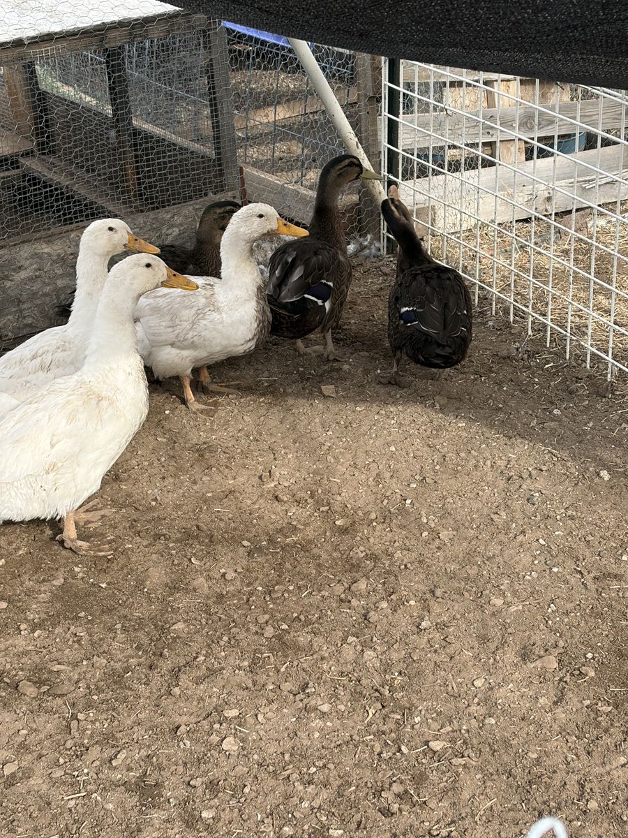 3 Healthy Pekin Ducks – $25 Each