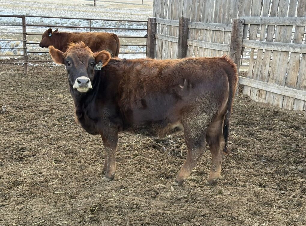 Swiss/Dexter Bred Heifer