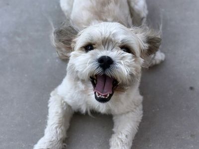 Adorable 8-Week Schnoodle/Malshi Puppies - Ready for Their Forever Home!