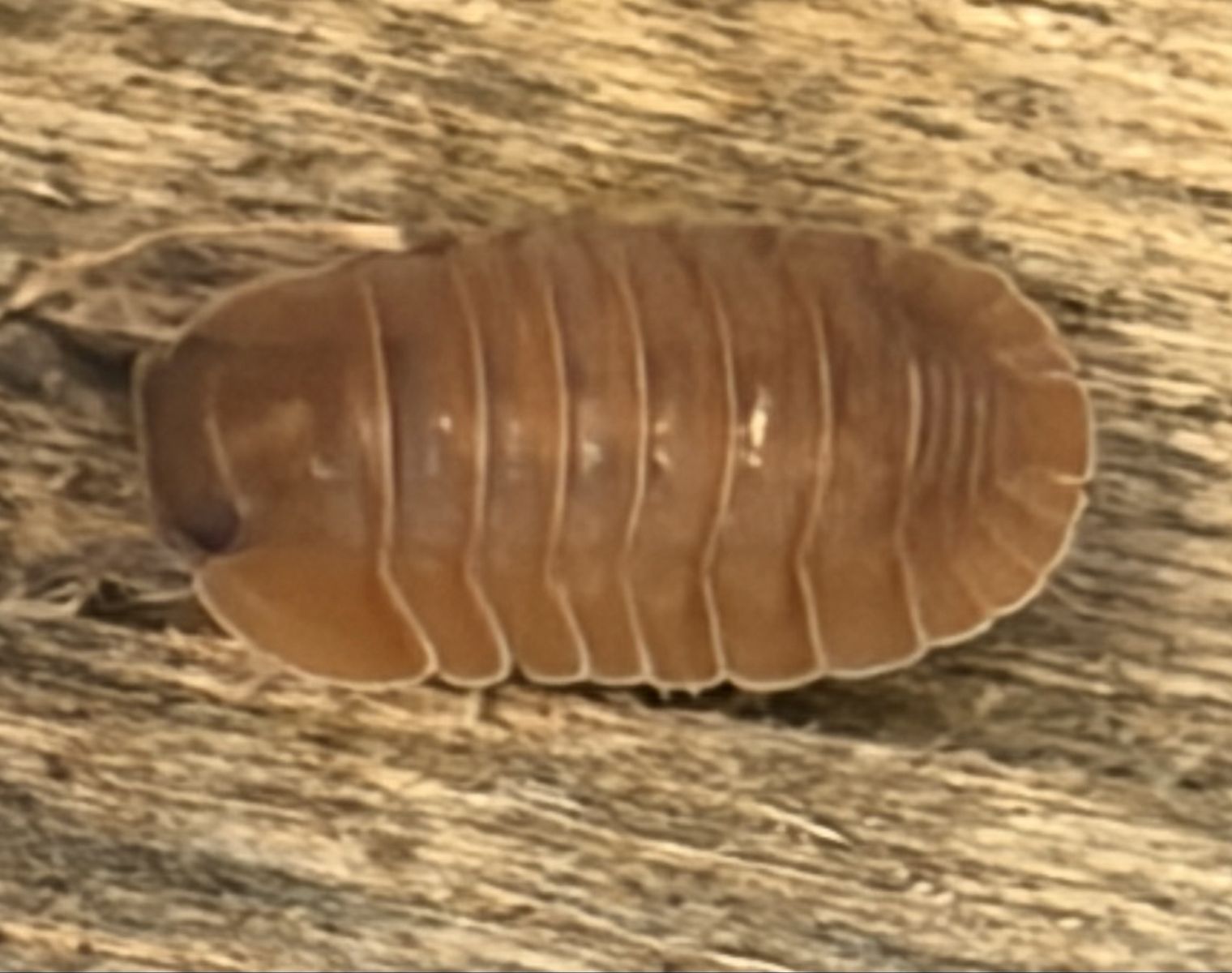 Salmon Isopod