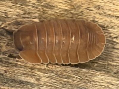Salmon Isopod