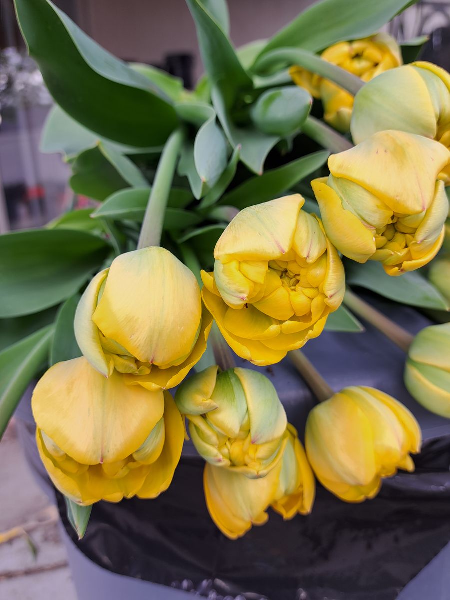 Bessie and Joyce Flowers Flower Stand, Saturday, April 18th 9 am - 12 pm