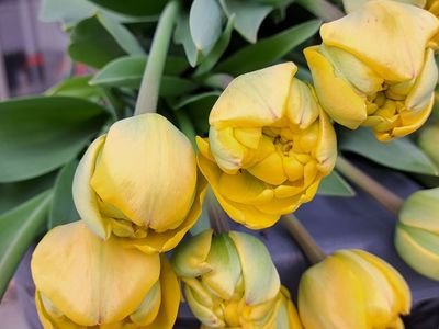 Bessie and Joyce Flowers Flower Stand, Saturday, April 18th 9 am - 12 pm