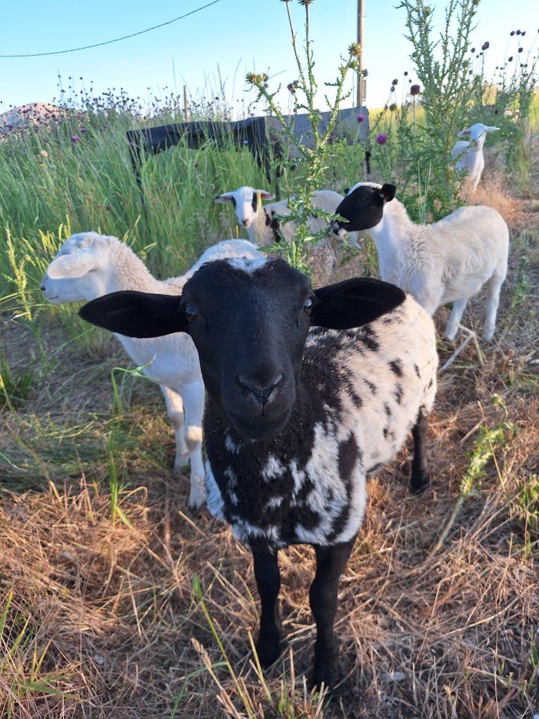 Dorper/Katahdin Ewe Lambs