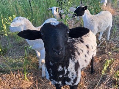 Dorper/Katahdin Ewe Lambs
