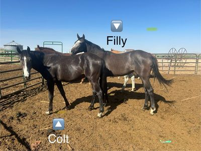 Grade Colt & Filly