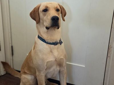 1 Year Old Yellowlab READ DESCRIPTION!