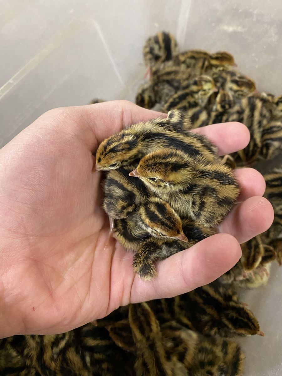 $2.50 Jumbo Brown Coturnix Quail Chicks