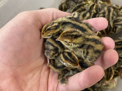 $2.50 Jumbo Brown Coturnix Quail Chicks