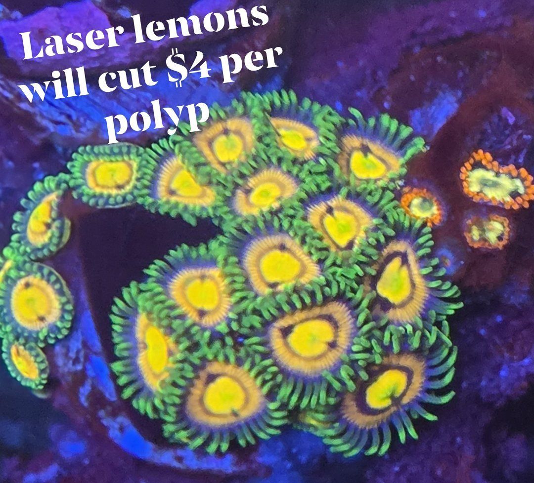 Main image 31