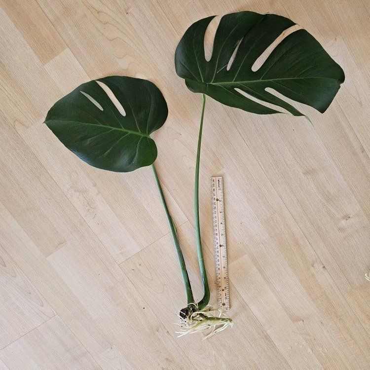 Monstera Deliciosa Plant Wet Stick Cutting with Roots - Large Leaves Houseplant