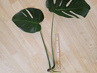 Monstera Deliciosa Plant Wet Stick Cutting with Roots - Large Leaves Houseplant