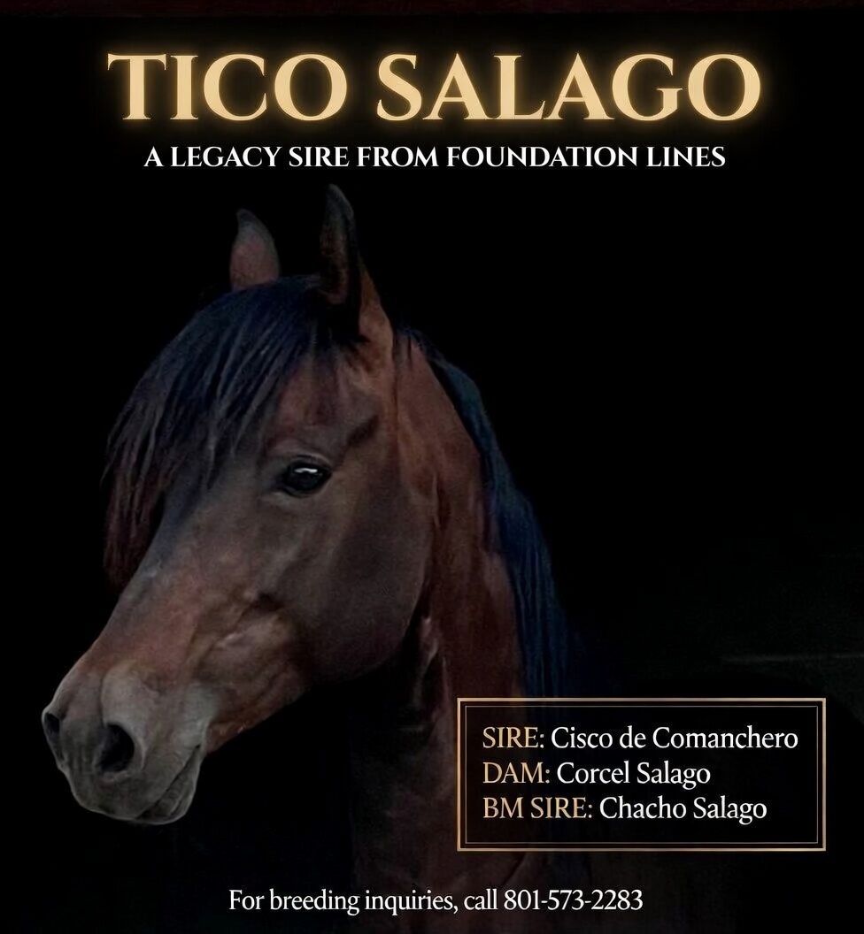 Paso Fino Stallion at Stud