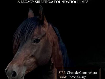 Paso Fino Stallion at Stud