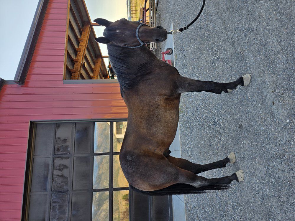 AQHA all around gelding