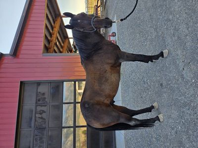 AQHA all around gelding