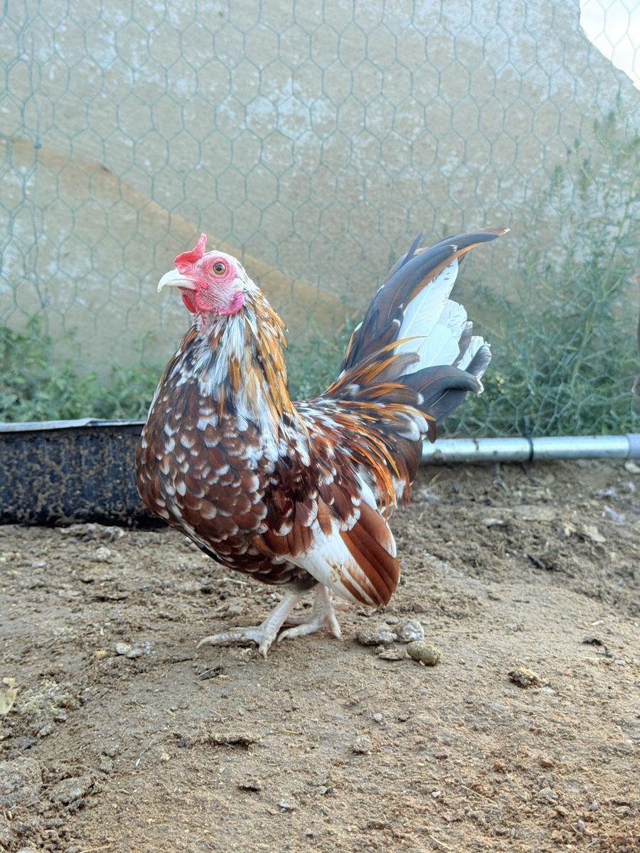 Calico Serama Rooster looking for a new coop