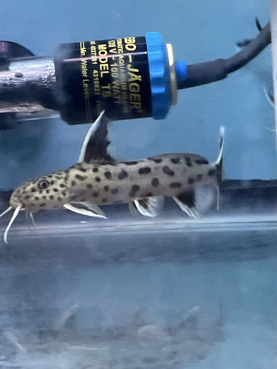 15 synodontis lucipinnis catfish 