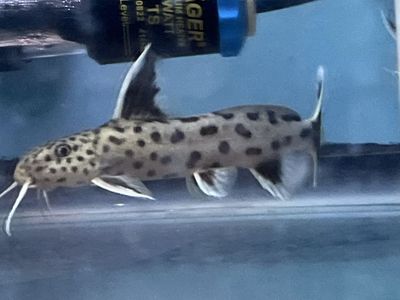 15 synodontis lucipinnis catfish