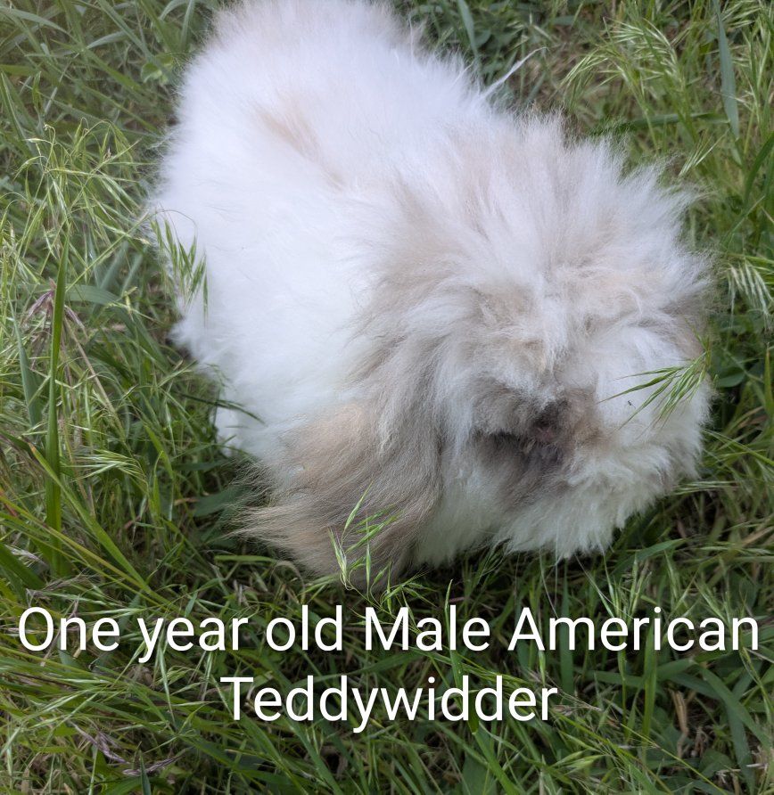 American Buck Teddywidder