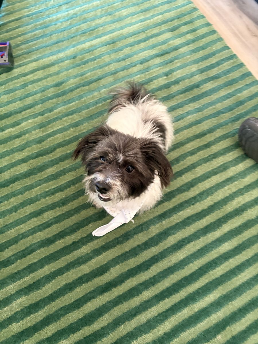 Rocky, 2-Year-Old Small Dog – Potty Trained, Fixed & Loves Other Dogs