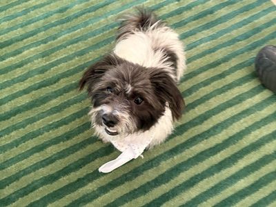 Rocky, 2-Year-Old Small Dog – Potty Trained, Fixed & Loves Other Dogs