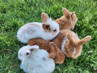 Lionhead mix baby bunnies