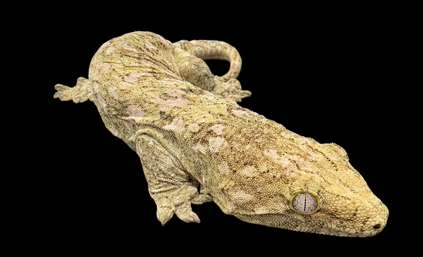 Visual Pine Island Female (1yr) | High Pink/Salmon Blotching