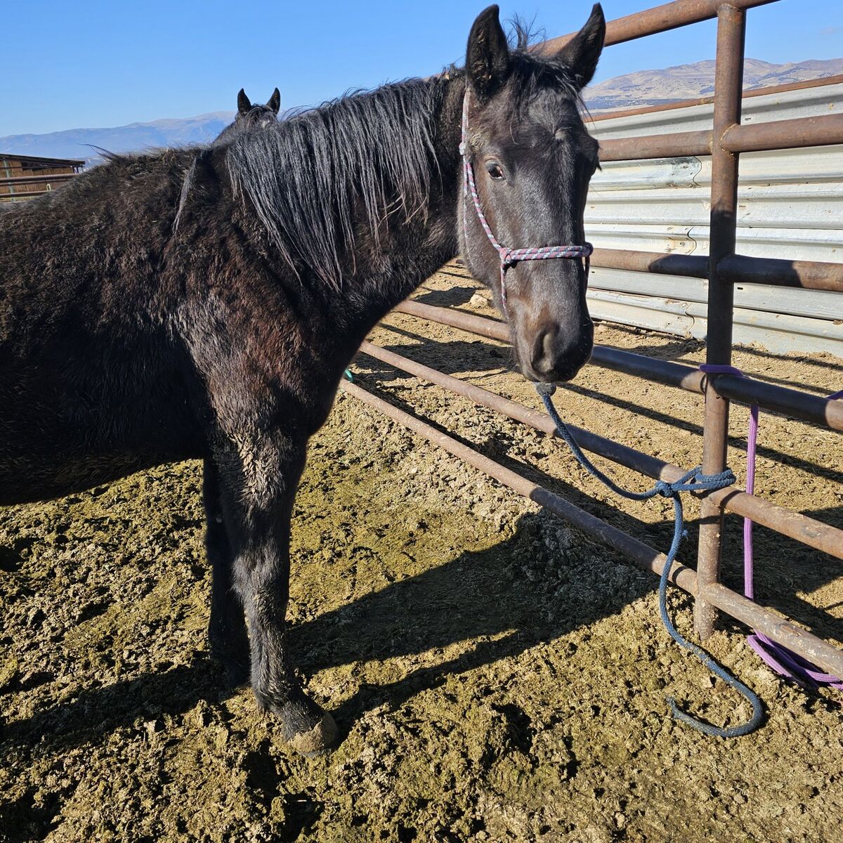 Half Draft 2 Yr Old Gelding