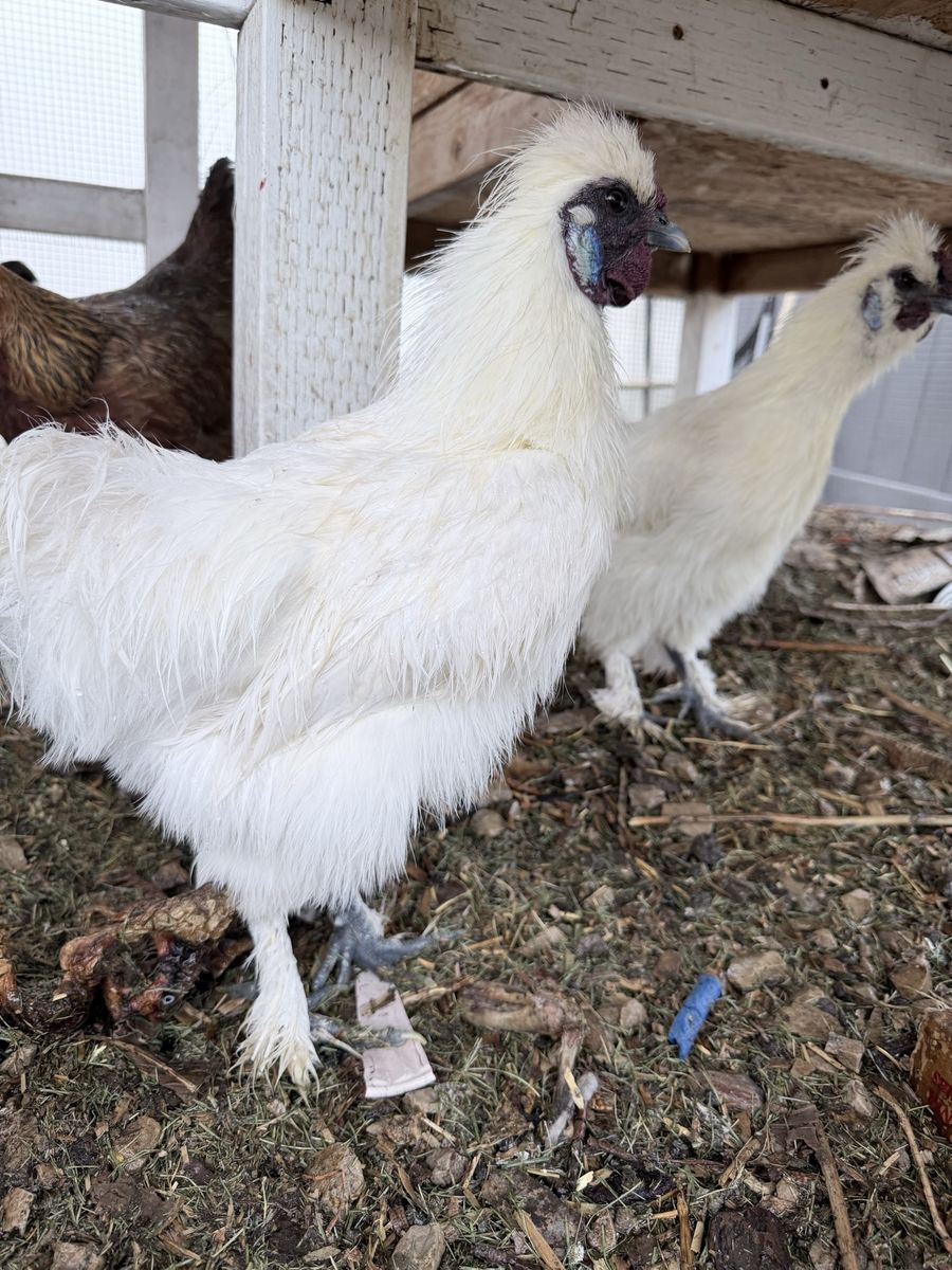 2 roosters, Silkies