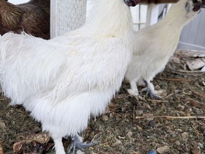 2 roosters, Silkies